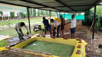 Cultivation-of-Azolla-1